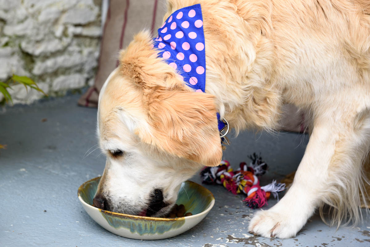 What Foods Can A Dog With Kidney Disease Eat